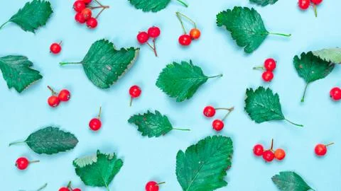 Maple leaf autumn. Green leafs, dry leaves, red fruits Rowans isolated on pas Stock Photos