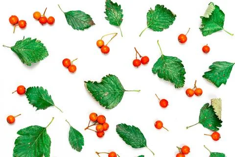 Maple leaf autumn. Green leafs, dry leaves, orange fruits Rowans isolated on  Stock Photos