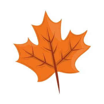 Maple leaf autumn Stock Illustration