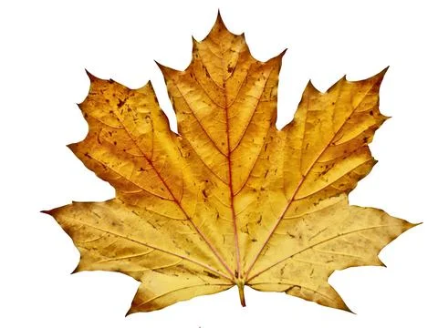 Maple leaf in autumn isolated on white Fotos Stock