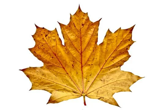 Maple leaf in autumn isolated on white 库存照片