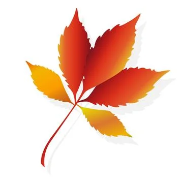 Maple leaf. Autumn leaves. Vector illustration Stock Illustration