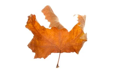 Maple-leaf autumn maple-leaf, isolated on a white background. Copyright: x... Stock Photos