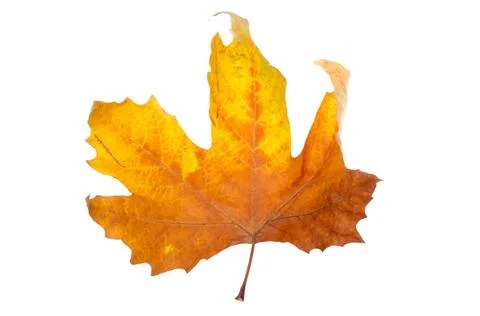 Maple-leaf autumn maple-leaf, isolated on a white background. Copyright: x... Stock Photos