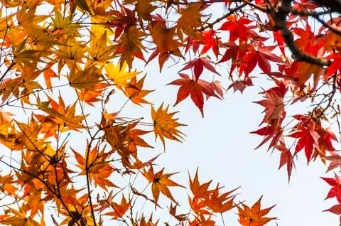 Maple leaf in autumn Stock Photos