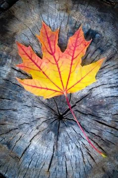Maple leaf in autumn 写真素材