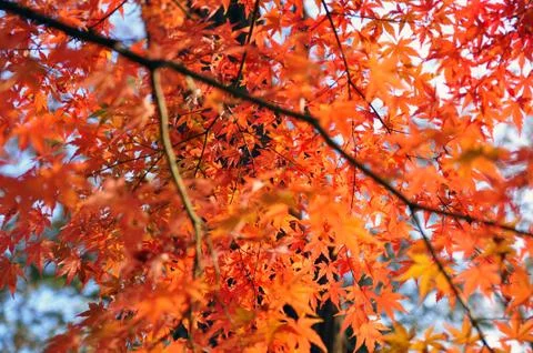 Maple leaf in autumn Stock Photos