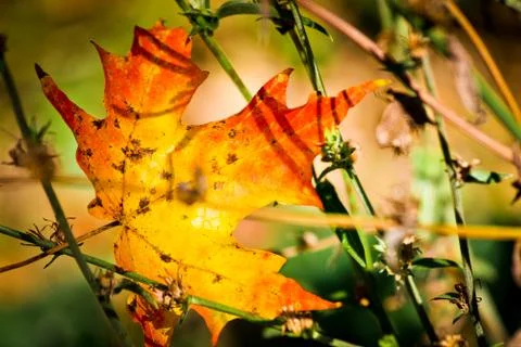 Maple Leaf in Autumn Stock-Fotos