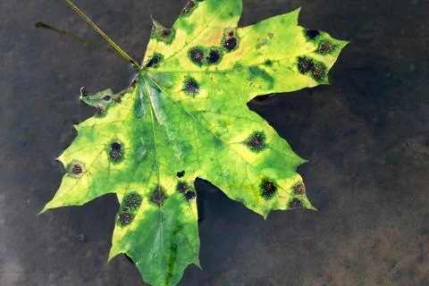 Maple leaf. Autumn. Foto stock