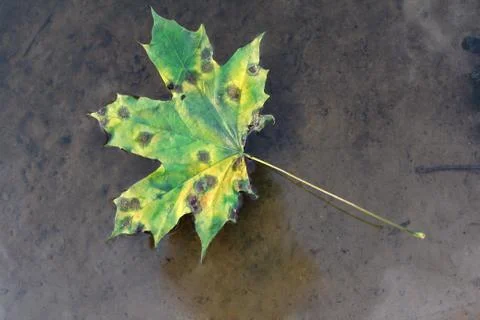 Maple leaf. Autumn Stock Photos