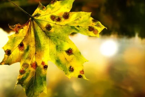 Maple leaf. Autumn Stock Photos
