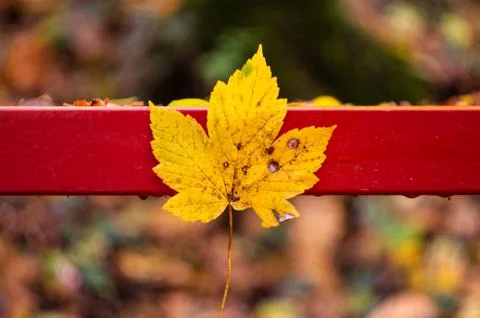 Maple leaf autumn Fotos de archivo