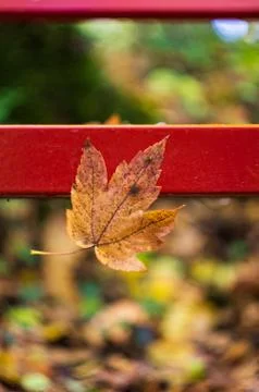 Maple leaf autumn Fotos de archivo
