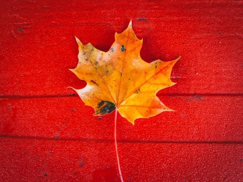 Maple leaf autumn Foto stock