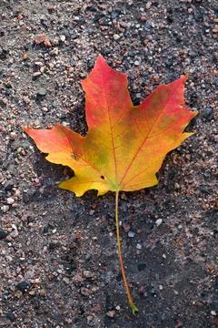 Maple leaf in autumn Stock Photos