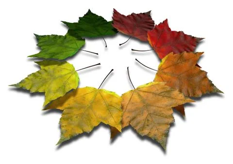 Maple leaf autumn spectrum 库存插图