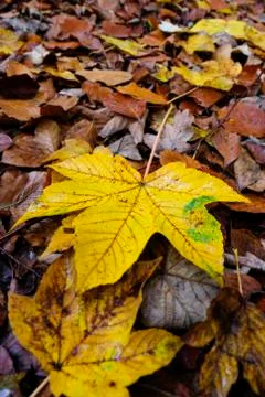 Maple leaf in autumn - waterdrops Photos