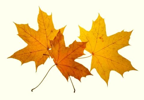 Maple leaf autumn white background isolated 스톡 사진