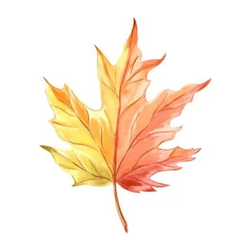 Maple leaf autumnal. Golden fall tree. Hand drawn watercolor illustration Stock Illustration