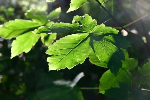 Maple leaf in back light Stock-Fotos