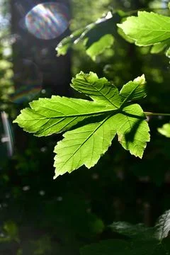 Maple leaf in back light Stock-Fotos