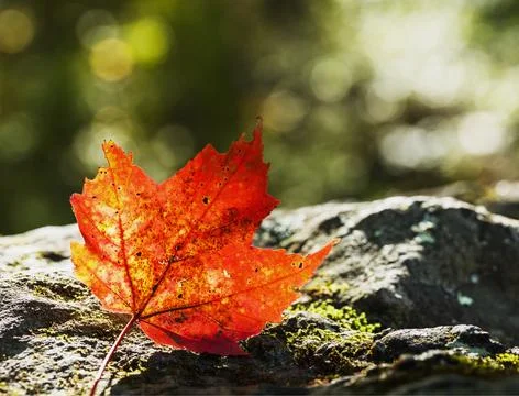 Maple leaf background, Autumn aesthetic. Фото