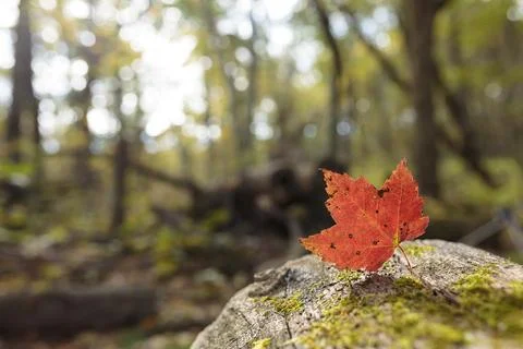 Maple leaf background, Autumn aesthetic. Фото