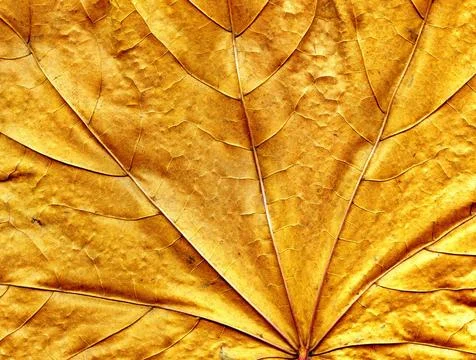 Maple leaf background Close-up textured dry oak leaf for background Copyri... Stock Photos
