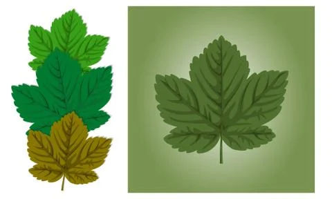 Maple leaf background Stock Illustration