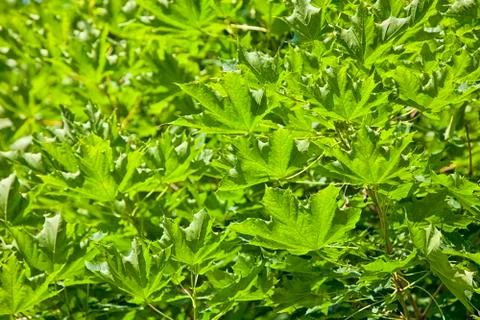 Maple leaf background Stock Photos