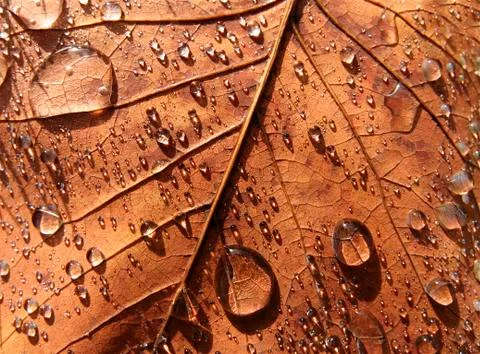 Maple leaf background Stock Photos