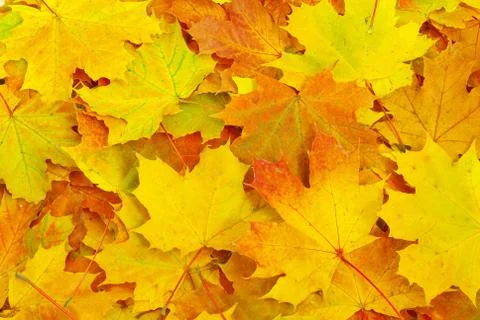 Maple leaf background 写真素材