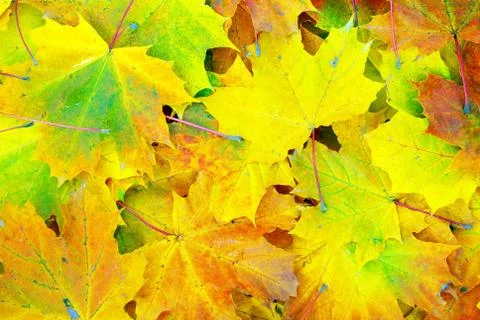 Maple leaf  background Stock Photos