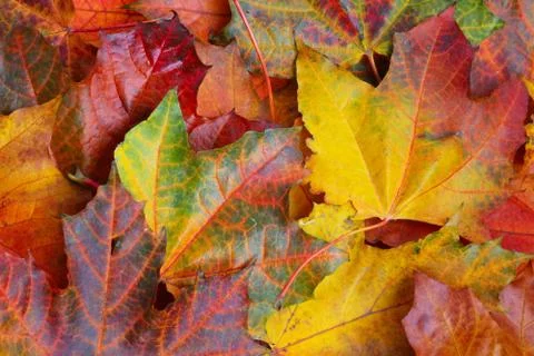 Maple leaf background Foto stock