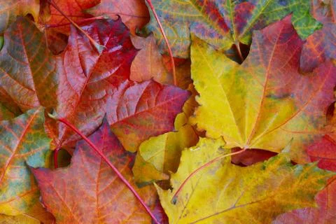 Maple leaf background Stock-Fotos