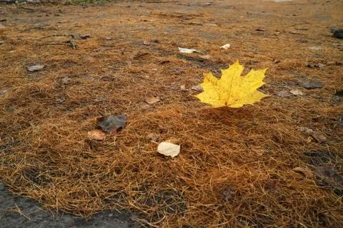 Maple leaf on a background of pine needles background for design. Stock Photos
