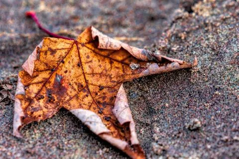 Maple leaf at the beach Stock Photos