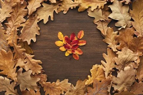 Maple leaf on a bed of brown fallen autumn leaves Stock Photos