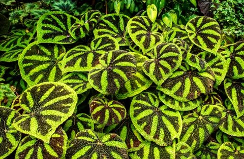 Maple Leaf Begonia in garden Stock Photos