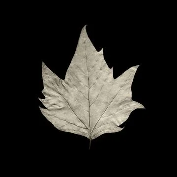 Maple leaf on a black background Stock-Fotos