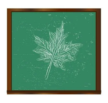 Maple leaf on a blackboard vector イラスト素材