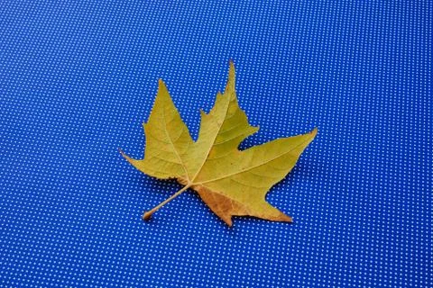 Maple leaf on blue background image of a Stock Photos