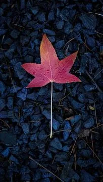 Maple leaf on blue background Fotos de archivo