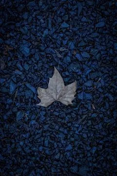 Maple leaf on blue background Stock Photos