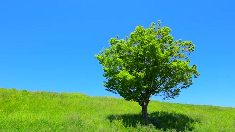 A Maple Leaf in the Blue Sky and Fresh Greenery Video stock 330677450