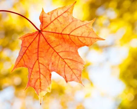 Maple leaf on blurred background of autumn leaves Stock Photos