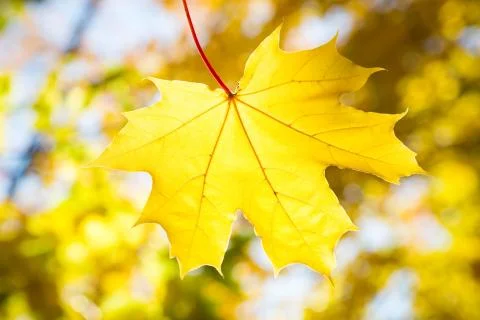 Maple leaf on blurred background of autumn leaves Stock Photos