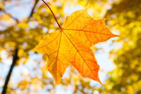 Maple leaf on blurred background of autumn leaves Stock Photos