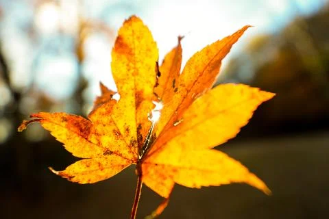 Maple Leaf with bokeh background Stock Photos