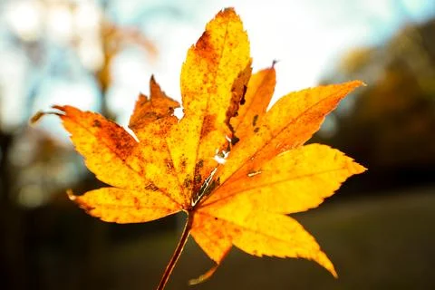 Maple Leaf with bokeh background Stock Photos